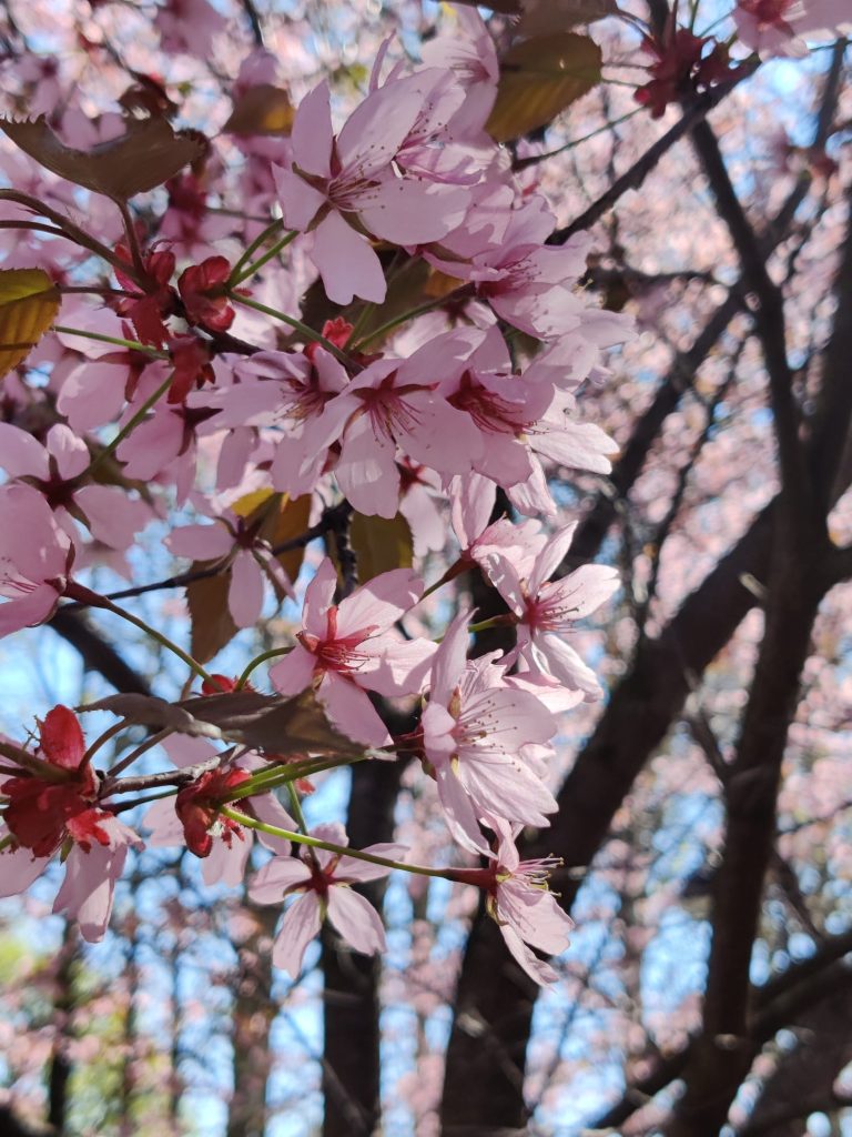 Hanami-kukkia eli vaaleanpunaisia kirsikanpuun kukkia.